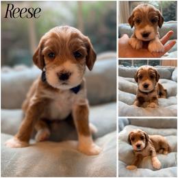 Reese - Caramel cream male Australian Labradoodle puppy in Summerfield, North Carolina from Four Oaks Labradoodles