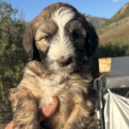 Whoodle Willow 5 weeks old - Wheaten female Whoodle puppy in Crawford, Colorado from Saddle Mountain Doodles
