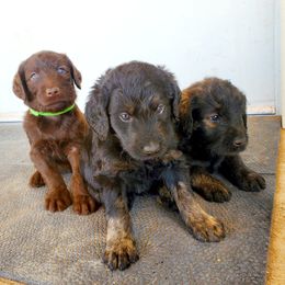 Labradoodle puppies from Sunny Day Sidekicks