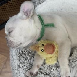Boy 3 - male French Bulldog puppy in East Greenwich, Rhode Island from DaSilvas Estrella AKC