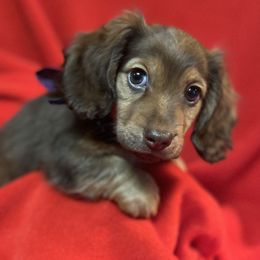 Dachshund puppies from The Gentle Kennels