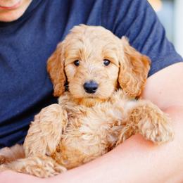 Goldendoodle and Labradoodle Puppies from Doodle Love
