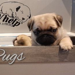 Golden Retriever and Pug Puppies from Ebert Pugs