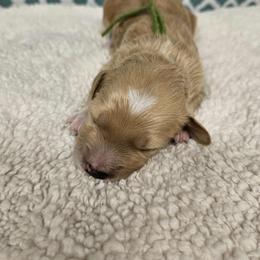 Boy 3 - male Goldendoodle puppy in Flat Rock, North Carolina from Sukisdoodles