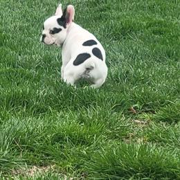 French Bulldog Puppies from Absolute Frenchie Connection