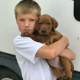 Labrador Retriever Puppies from Kilgore’s Labrador Retrievers