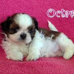 Octavia - Red and white female Shih Tzu puppy in Surprise, Arizona from Arizona Shih Tzu