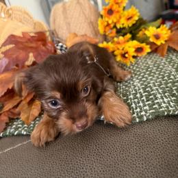 Boy 1 - Chocolate and tan male Yorkshire Terrier puppy in Hudson, Florida from MCM Acres