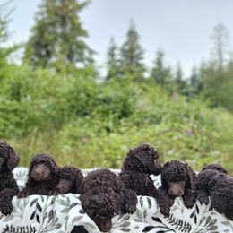 Burgundy girl - Poodle puppy from Coplar Creek Standard Poodles