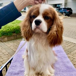 Cavalier King Charles Spaniel Puppies from Bella Fleur Cavaliers