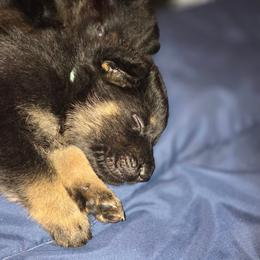 Boy 3 - Black and tan male German Shepherd puppy in Grimesland, North Carolina from Von Stancill German Shepherds