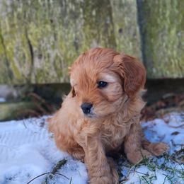 Cavapoo Puppies from Jessie's Puppies