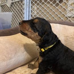 Goose - Black and tan male Airedale Terrier puppy in Huntersville, North Carolina from Cool Hand Luke Kennels