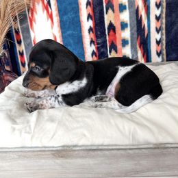 Dachshund Puppies from Wildflower Weenies