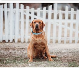 Ruby - Labrador Retriever