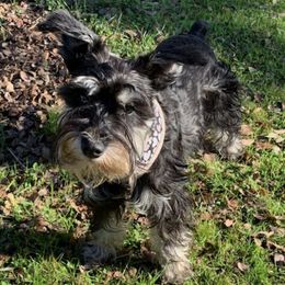 Miniature Schnauzers from F&K Mini Schnauzers