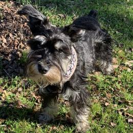 Miniature Schnauzers from F&K Mini Schnauzers