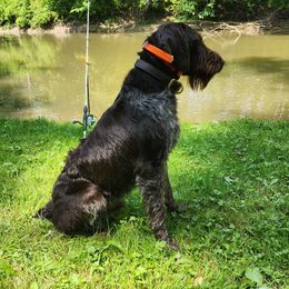 IKE - German Wirehaired Pointer