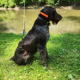IKE - German Wirehaired Pointer