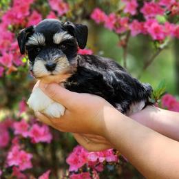 Tiny girl - Parti female Miniature Schnauzer puppy in Trinity, Alabama from C&E'S Schnauzers