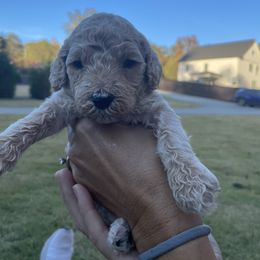 Goldendoodle Puppies from Ellie's Goldendoodles