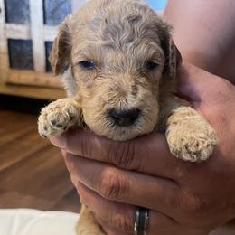 Birdie - Apricot female Poodle puppy in Calimesa, California from Coriander Pups