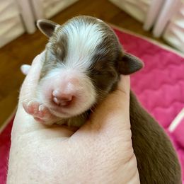 Hazel - Red tri female Miniature Australian Shepherd puppy in Gatesville, Texas from Southern Promise Aussie’s