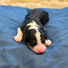 Wednesday - Tri-color female Bernedoodle puppy in Springville, Utah from Oodles of Bernedoodles