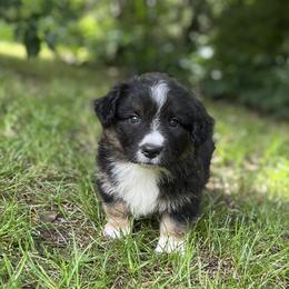 Dash Fluffy - Black and white male Cardigan Welsh Corgi puppy in Hope, Arkansas from Foxy Knoll Farm