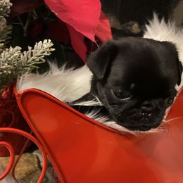 Pug Puppies from West Georgia Pugs