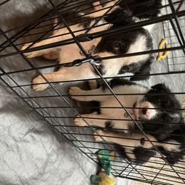 Border Collie Puppies from FetchApproved Border Collies