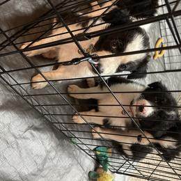 Border Collie Puppies from FetchApproved Border Collies