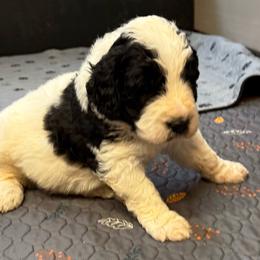 Paxton - Black and white male Saint Berdoodle puppy in San Antonio, Texas from Mammoth Doodles