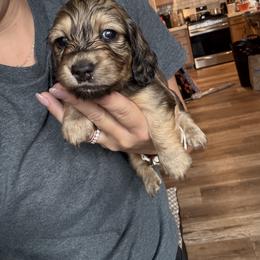 Dachshund Puppies from Lexi Barnes