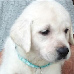 Rollo - Yellow male Labrador Retriever puppy in Missouri City, Texas from Labrador Retriever Puppies