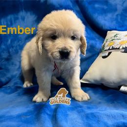 6th pick - Light golden male Golden Retriever puppy in Monroe, Tennessee from Dale Hollow Goldens