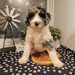 Dark Blue collar - Blue merle male Bernedoodle puppy in Shelby, North Carolina from Forever Grateful Doodles