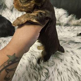 Choco boy - Chocolate and tan male Yorkshire Terrier puppy in Portland, Oregon from Mama & I Yorkshire's