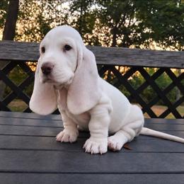 Brock - Lemon and white male Basset Hound puppy in Denison, Texas from Emma Lou's Baby Bassets