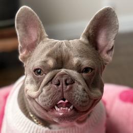 Izzy - French Bulldog