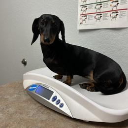 Lollie - Dachshund