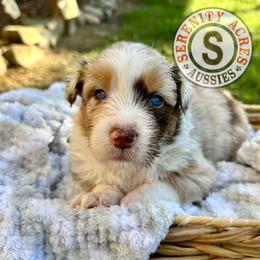 Brown Collar - Red merle female Australian Shepherd puppy in Winston Salem, North Carolina from Serenity Acres Aussies