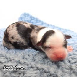 Bi Merle 1 - Blue merle male Miniature Australian Shepherd puppy in Pinehurst, Texas from Aussie Amor