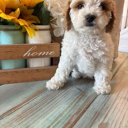 Purple - White female Cavapoo puppy in Layton, Utah from Julie's Puppies