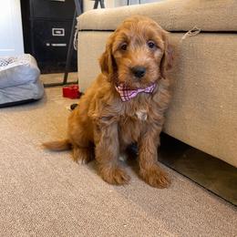 Lucy - Red  female Goldendoodle puppy in Sugarcreek, Ohio from True Hearted Doodles