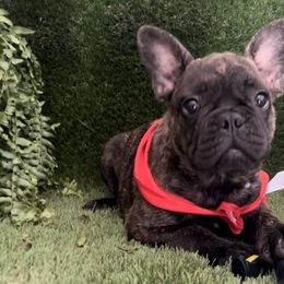 French Bulldog and Pug Puppies from Lyons Pride Pups