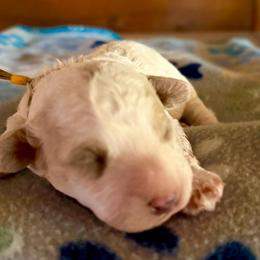 Yellow - Parti male Assorted Doodle Crosses puppy in Mt Pleasant, Texas from Hippdoodranch