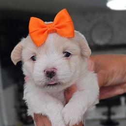 Puppy A (orange) - White and lemon female Maltese puppy in North Chesterfield, Virginia from Maltese Love