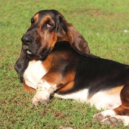 Basset Hounds from Bear Foot Bassets Of West Virginia