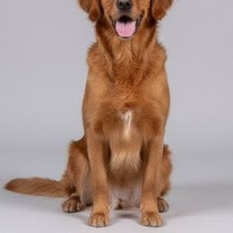 Dallas - Golden Retriever